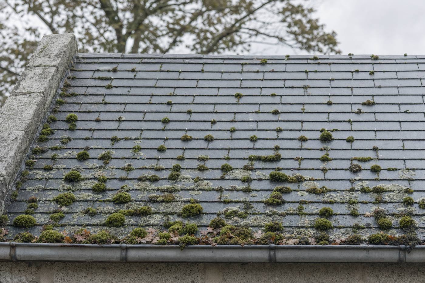 Bas de versant en ardoise naturelle couvert de mousse et de lichen, gouttière en zinc encombrée de débris